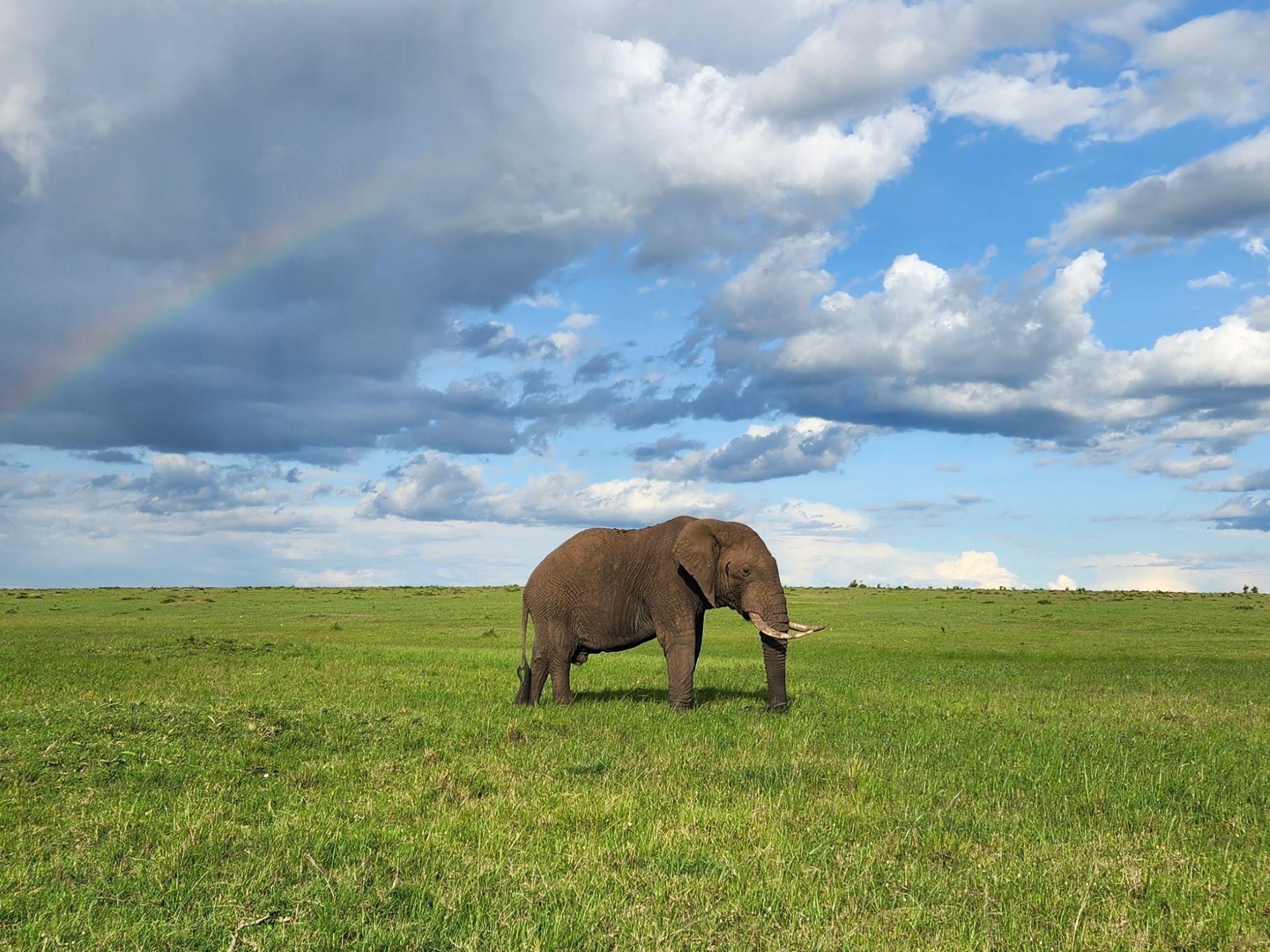 Masai mara elephant - Soroi Collection