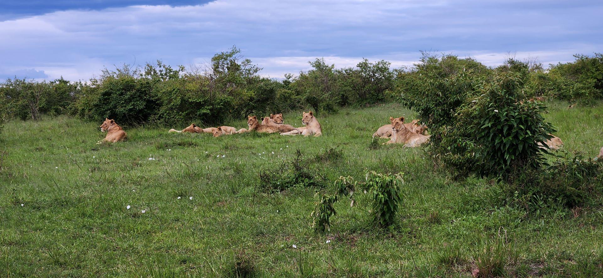 Masai mara lions - Soroi Collection