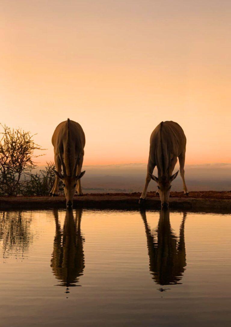 Antelope Drinking