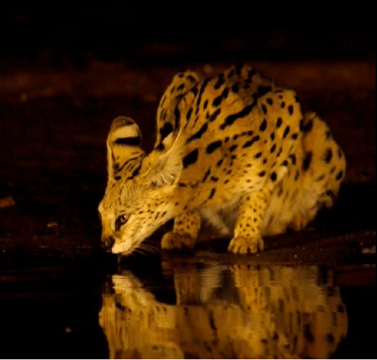 Lumo Hide - Serval Cat