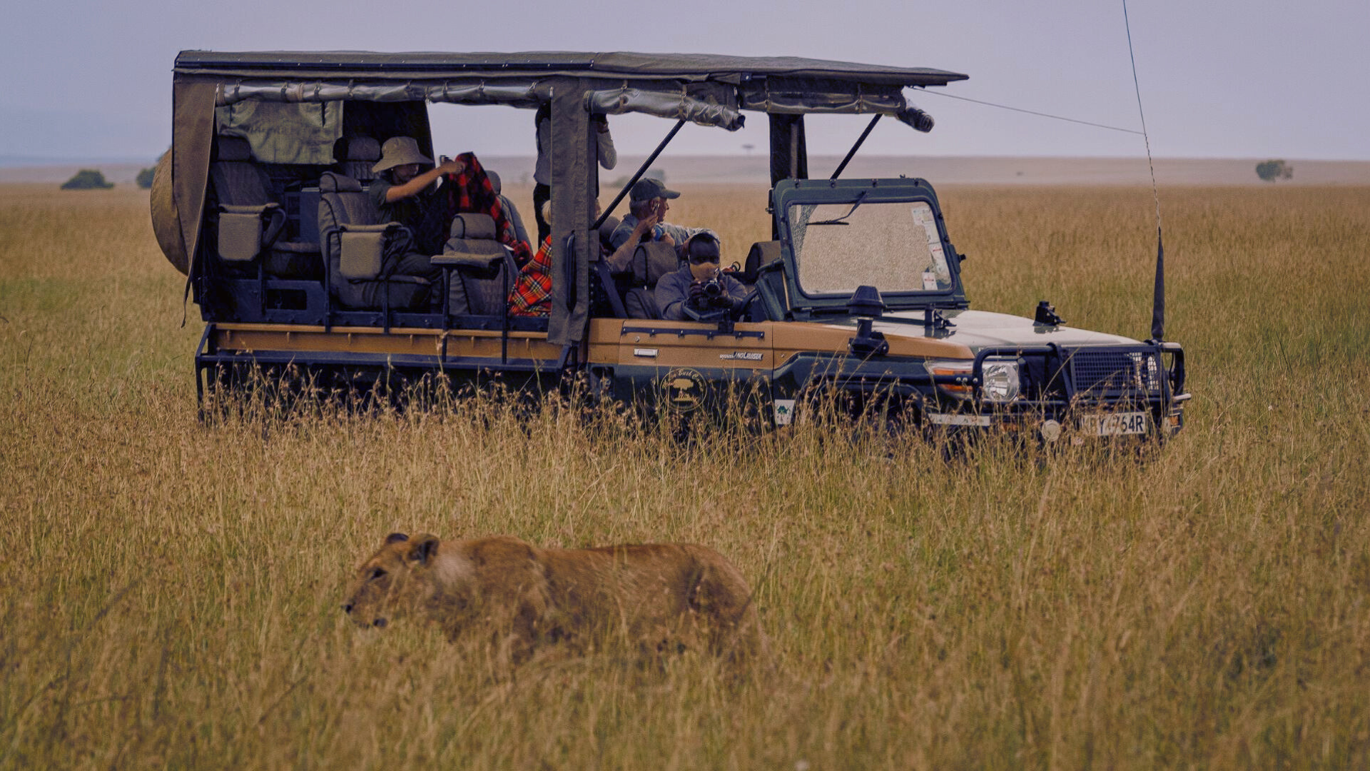 Lion Safari 1