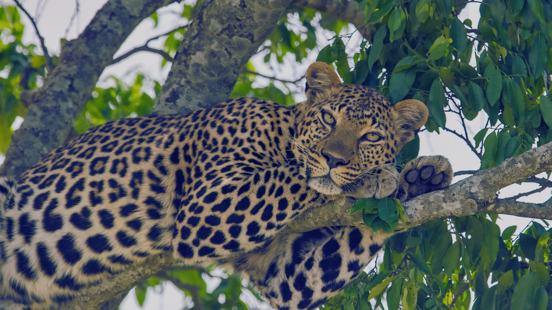 Maasai Mara Gallery 7