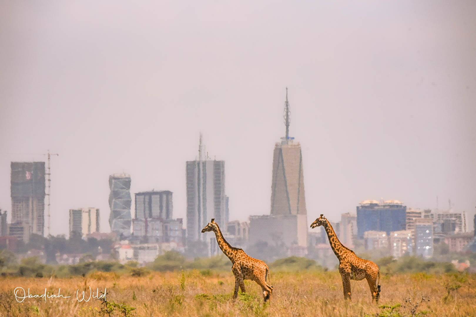 Nairobi National Park 1 - Soroi Collection - Soroi Collection