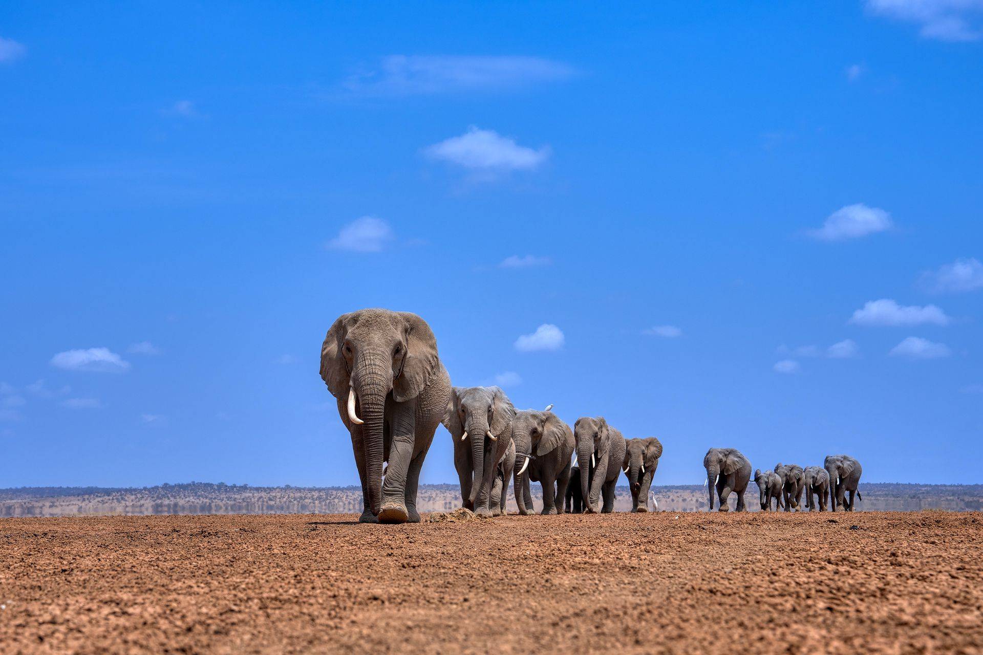Elephant AMBOSELI Chris 2024-10-20 at 072447 1 - Soroi Collection - Soroi Collection