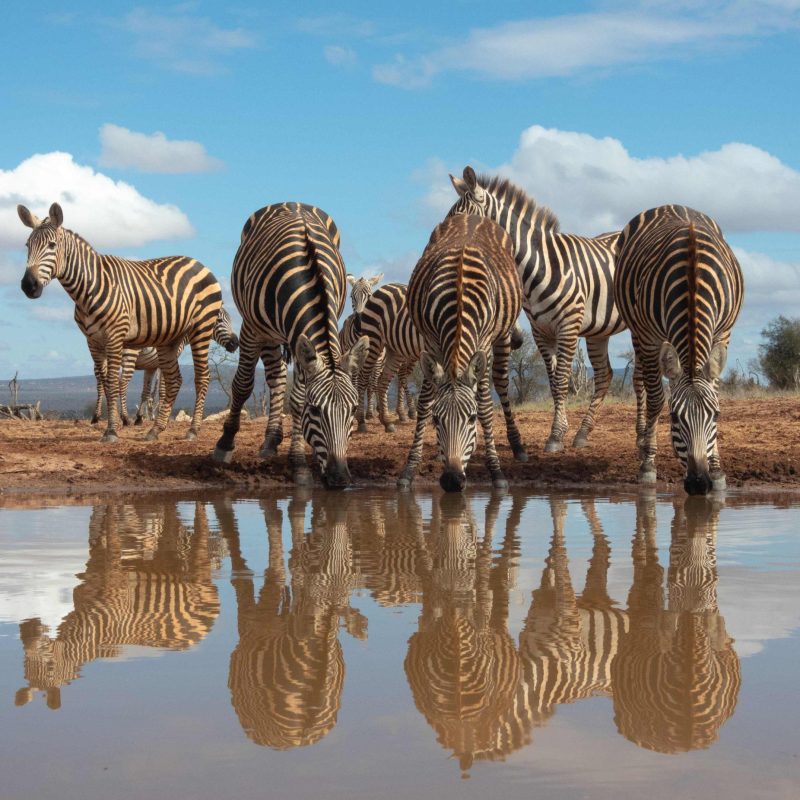 lions bluff photo hide Zebra
