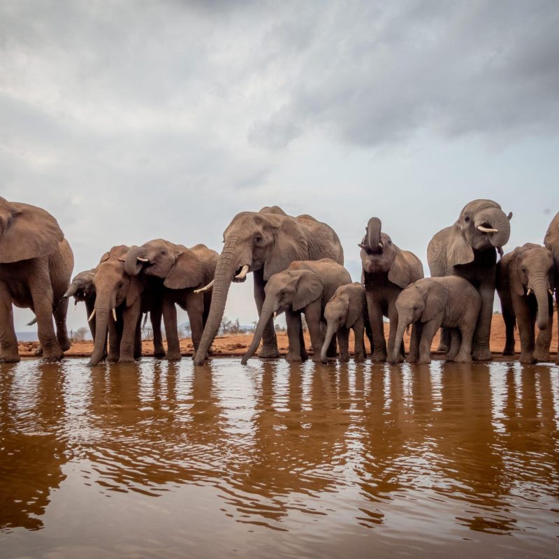 lions bluff photo hide - Elephants