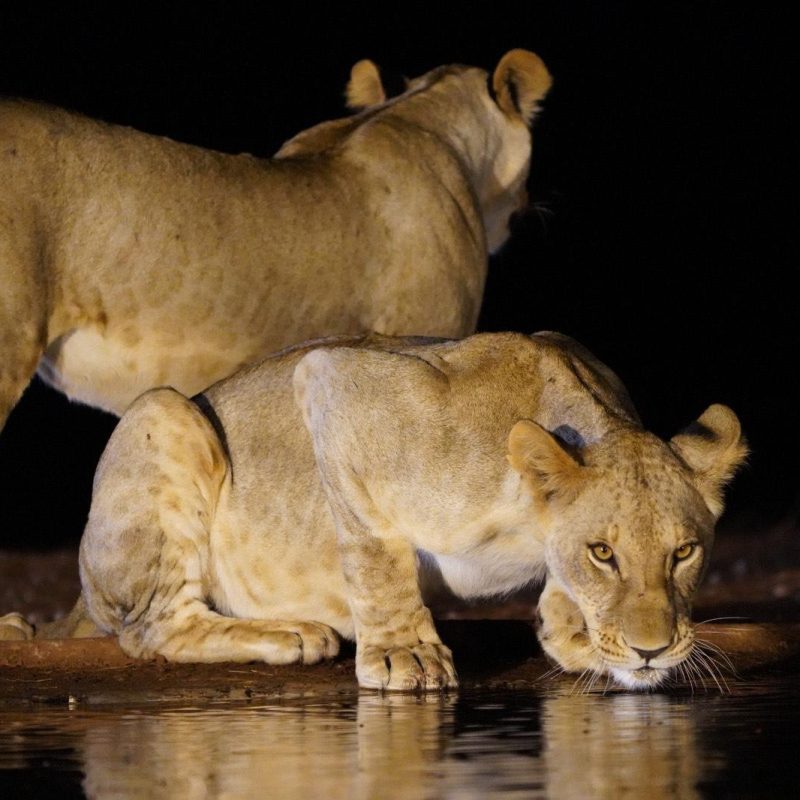 Soroi Cheetah Tented Camp - Lions Bluff Lodge Photo Hide